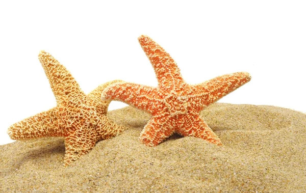 Морская звезда и песчаный берег — стоковое фото