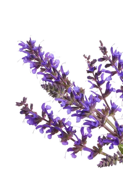 stock image Lavender