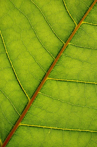 Texture de la feuille verte — Photo