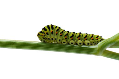 Caterpillar clipart