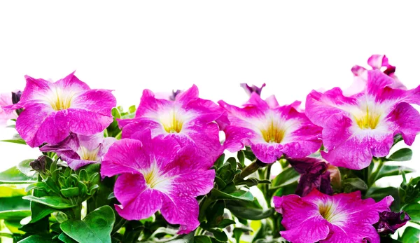 Petunia floral frame — Stock Photo, Image