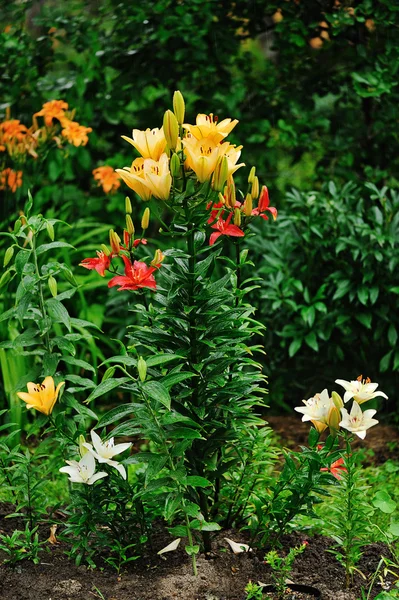 Lily flower bed — Stock Photo, Image