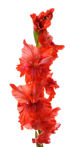 Gladiolus — Stockfoto