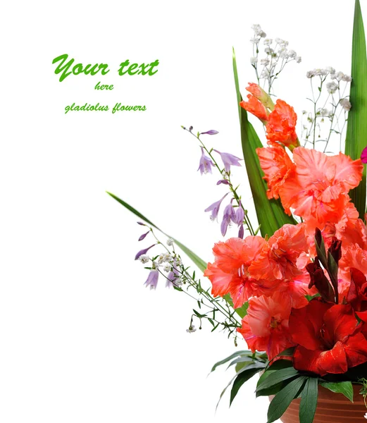 Gladiolus composição floral — Fotografia de Stock