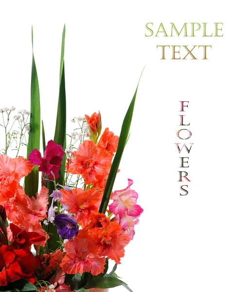 Florale Komposition von Gladiolen — Stockfoto