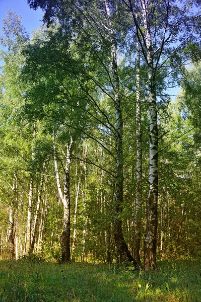 Floresta de verão — Fotografia de Stock