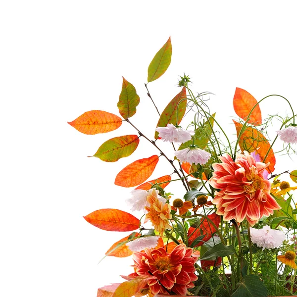 Autumn floral composition — Stock Photo, Image