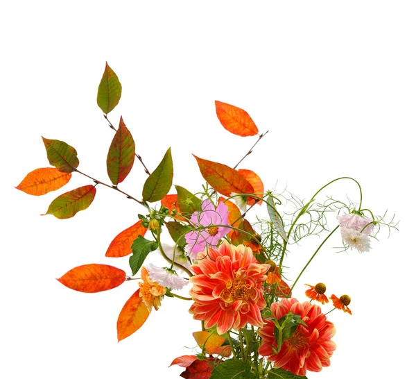 Sonbaharda çiçek kompozisyon — Stok fotoğraf