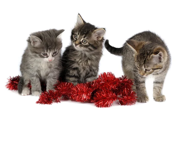 Üç kedi yavrusu — Stok fotoğraf