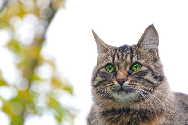 Портрет зеленого кота для очей — стокове фото