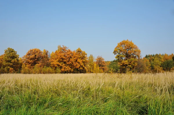 Autumn oak trees — Stock Photo, Image