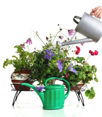 Watering house plants clipart