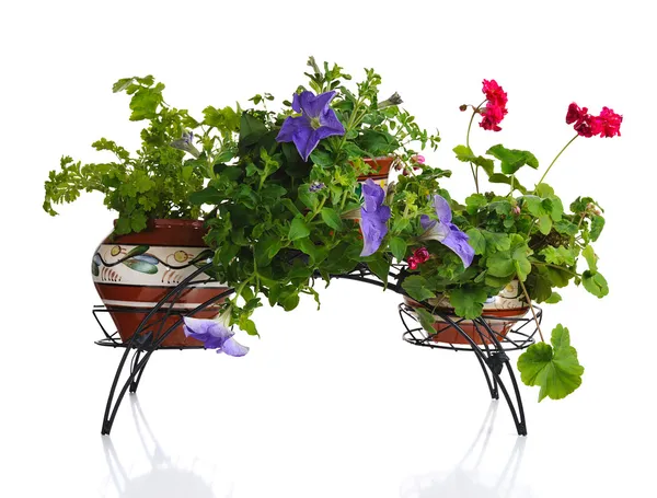 Plants in pot — Stock Photo, Image