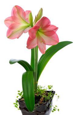 Blooming amaryllis clipart