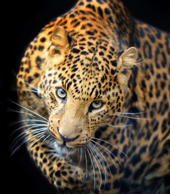 leopar