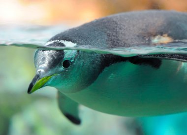Penguin is under water clipart
