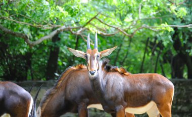 Sable antelopes clipart