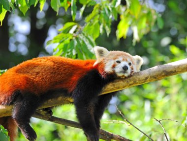 Red panda on tree clipart