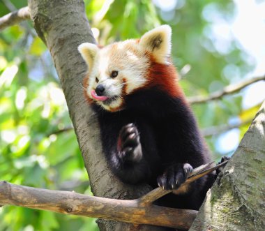 Red panda ağaç üzerinde