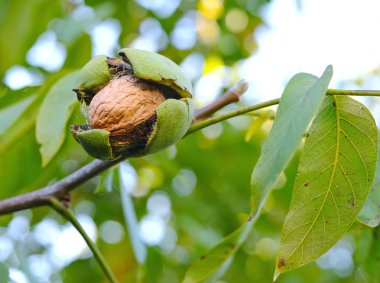 Ripe walnut growing on a tree