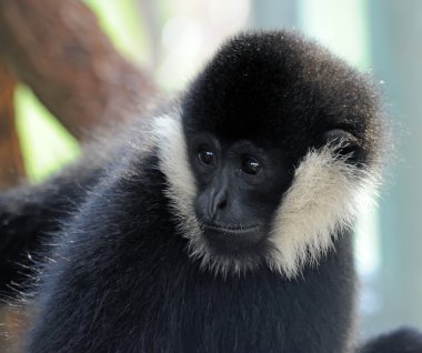 Beyaz Yanaklı Gibbon