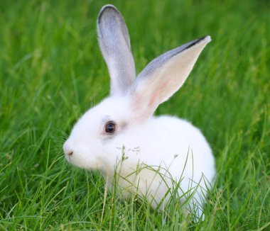 bebek beyaz tavşan çim