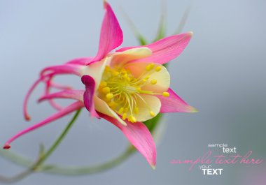 Harika aquilegia