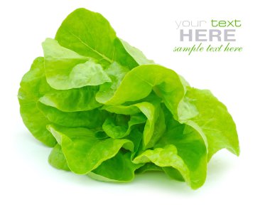 Fresh green salad isolated on white background