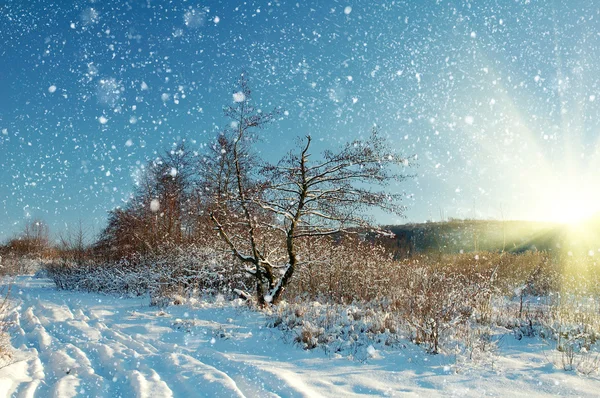 बर्फ से ढके हुए पेड़ों के साथ सुंदर शीतकालीन परिदृश्य — स्टॉक फ़ोटो, इमेज
