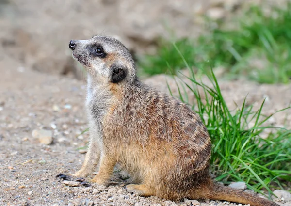 Meerkat suricata — Foto Stock