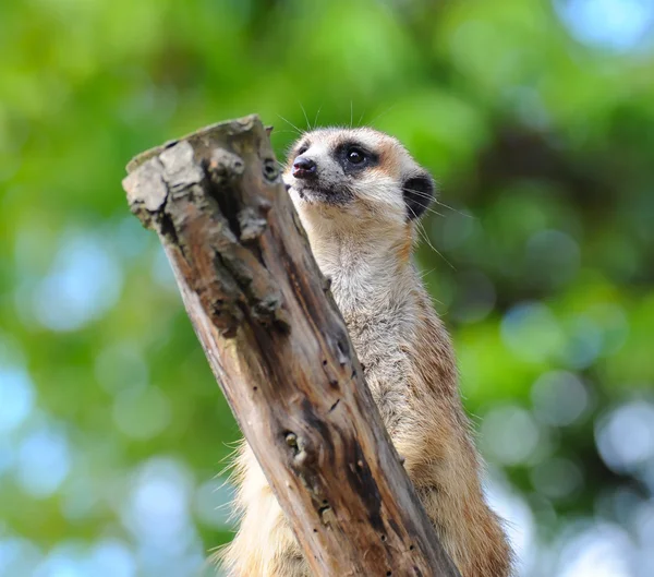 Meerkat suricata observando predadores — Fotografia de Stock