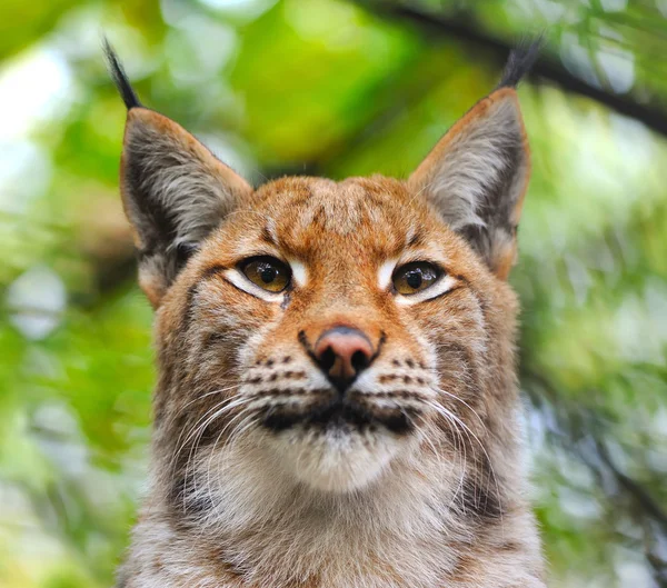 Porträtt av lynx — ストック写真