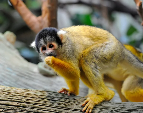 Macaco esquilo senta-se em um ramo — Fotografia de Stock