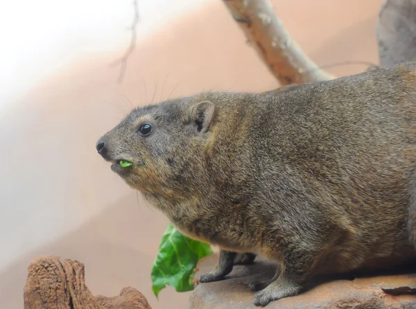 Marmot come uma folha verde — Fotografia de Stock
