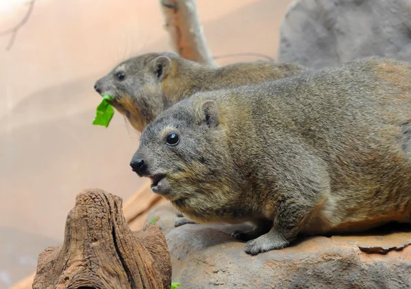 Duas marmotas — Fotografia de Stock