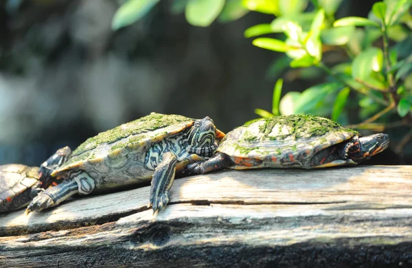 Schildkröten — Stockfoto