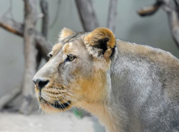 Lioness portrait from the side — Stock Photo, Image