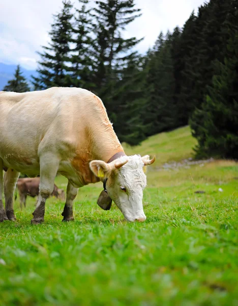 Корова на горном пастбище — стоковое фото