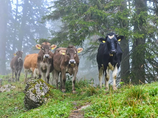 Les vaches sont sur un sentier forestier — Photo