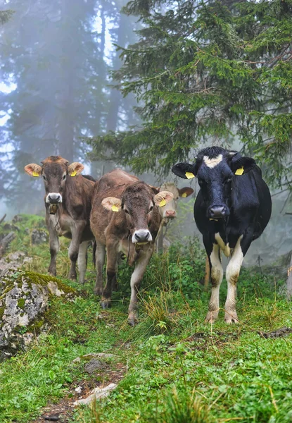 Koeien zijn op een bospad — Stockfoto