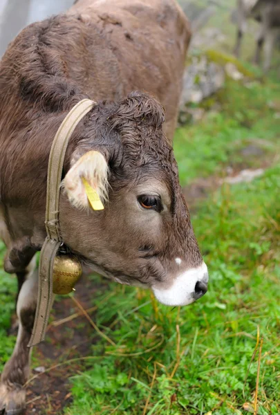 한 목장에서 젖소 — 스톡 사진