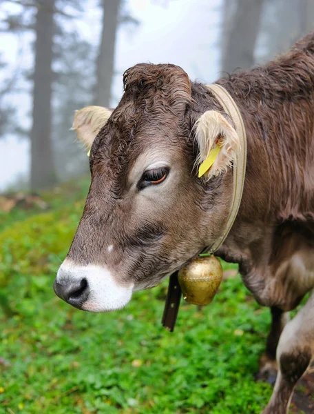 Ko på en betesmark — Stockfoto