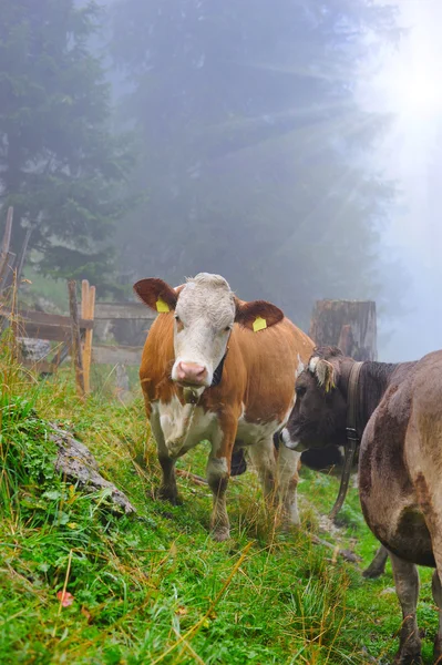 Koeien zijn op een berg weiland — Stockfoto