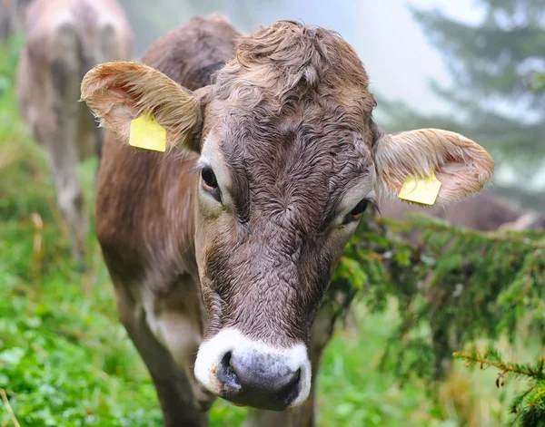 Krávy na pastvinách — Stock fotografie