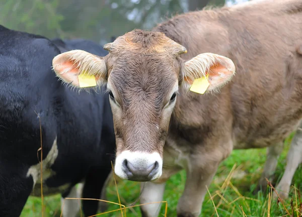 Cow on a pasture — Stock Photo, Image