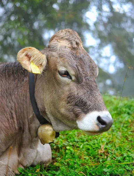 Vaca en un pasto — Foto de Stock