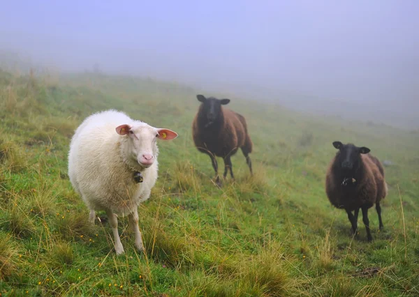 Les moutons sont dans un pâturage — Photo