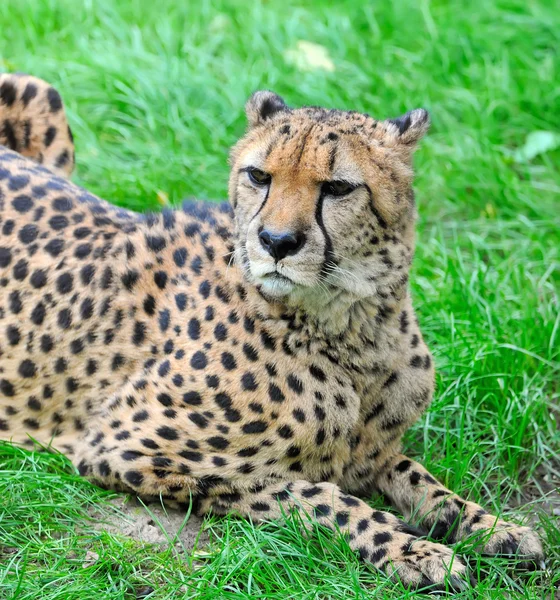 Piękne gepard — Zdjęcie stockowe