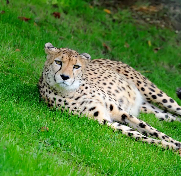 Piękne gepard — Zdjęcie stockowe