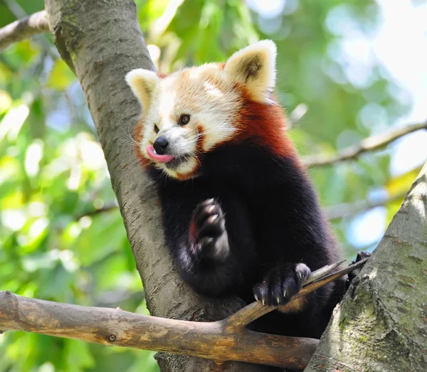 Red panda na drzewo — Zdjęcie stockowe